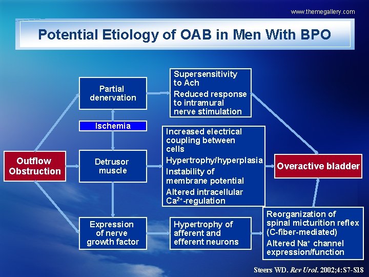 www. themegallery. com Potential Etiology of OAB in Men With BPO Partial denervation Ischemia