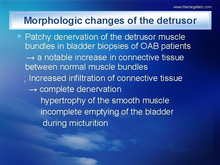 www. themegallery. com Morphologic changes of the detrusor § Patchy denervation of the detrusor