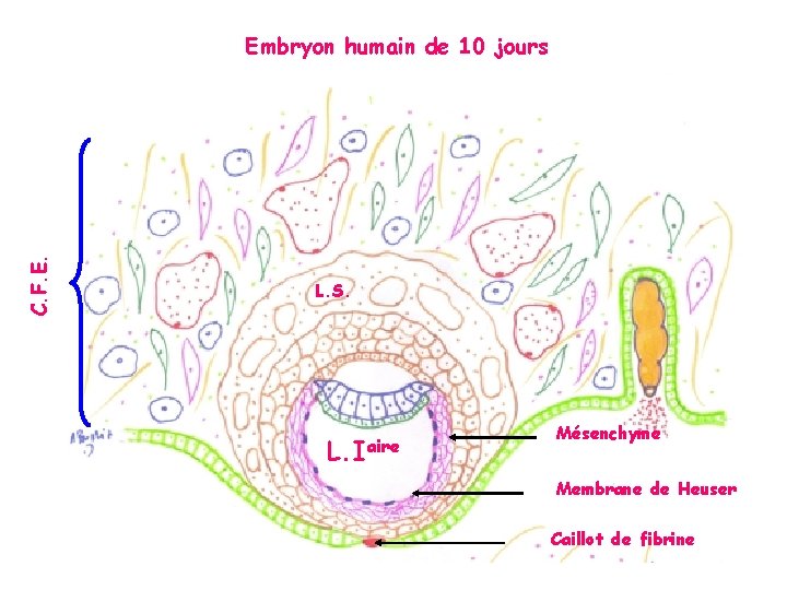 C. F. E. Embryon humain de 10 jours L. S. L. Iaire Mésenchyme Membrane