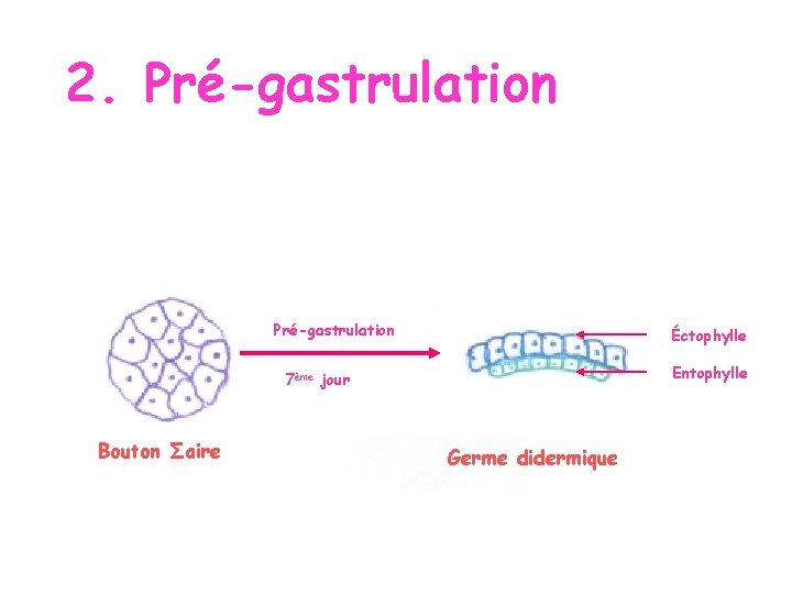 2. Pré-gastrulation Éctophylle Entophylle 7ème jour Bouton Σaire Germe didermique 