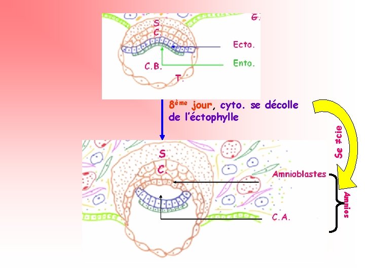 Se ≠cie 8ème jour, cyto. se décolle de l’éctophylle Amnios 