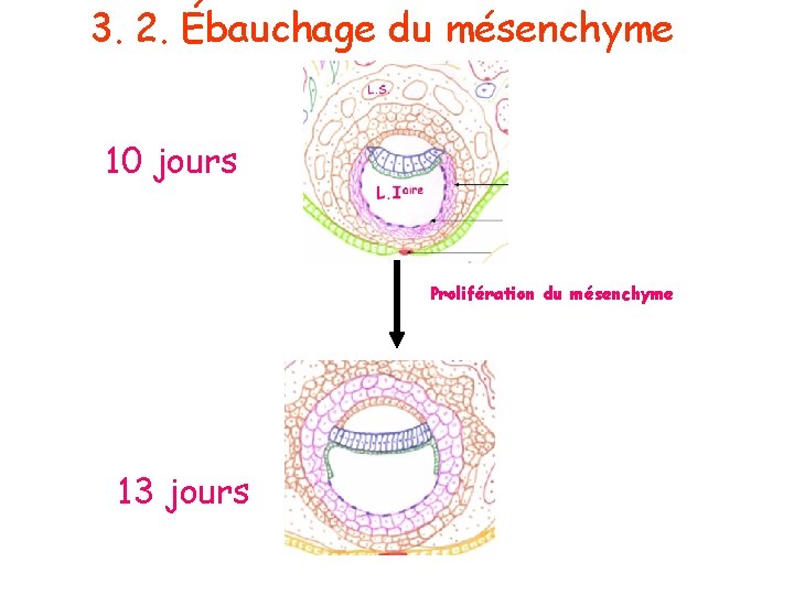 3. 2. Ébauchage du mésenchyme 10 jours Prolifération du mésenchyme 13 jours 