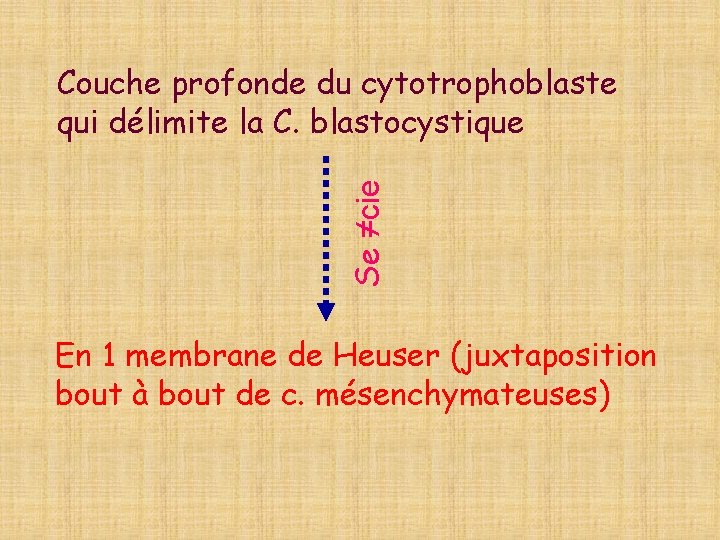 Se ≠cie Couche profonde du cytotrophoblaste qui délimite la C. blastocystique En 1 membrane