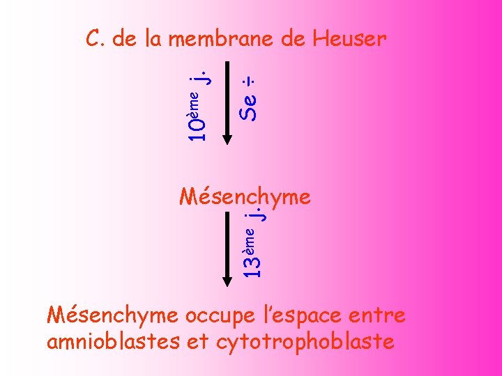 Se ÷ 10ème j. C. de la membrane de Heuser 13ème j. Mésenchyme occupe