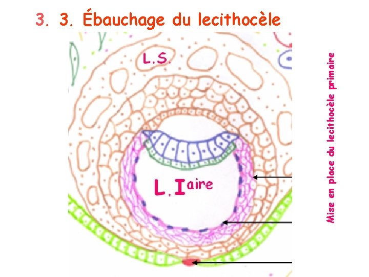 Mise en place du lecithocèle primaire 3. 3. Ébauchage du lecithocèle 