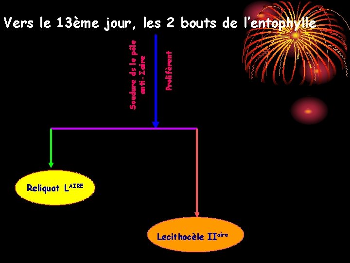 Prolifèrent Soudure ds le pôle anti-Σaire Vers le 13ème jour, les 2 bouts de