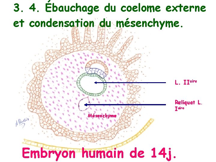 3. 4. Ébauchage du coelome externe et condensation du mésenchyme. L. IIaire Mésenchyme Reliquat