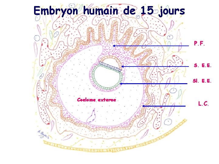 Embryon humain de 15 jours P. F. S. E. E. Sl. E. E. Coelome