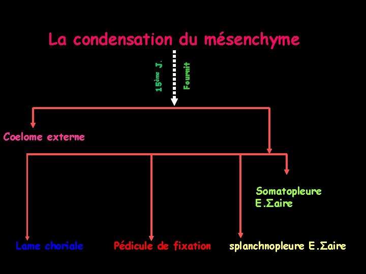 Fournit 15ème J. La condensation du mésenchyme Coelome externe Somatopleure E. Σaire Lame choriale