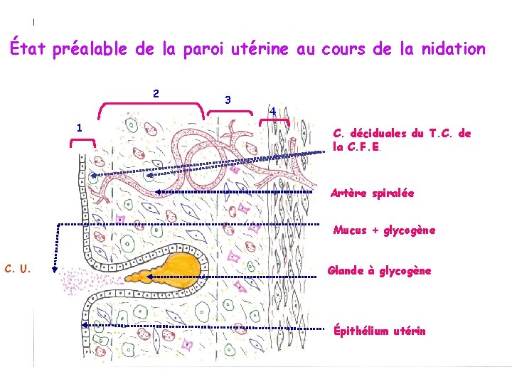 État préalable de la paroi utérine au cours de la nidation 2 1 3