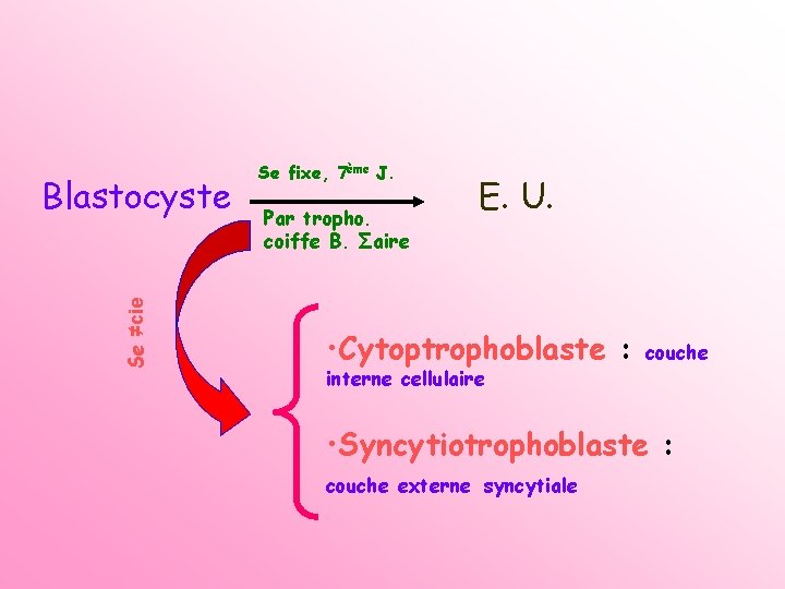 Se ≠cie Blastocyste Se fixe, 7ème J. Par tropho. coiffe B. Σaire E. U.