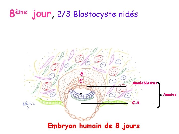 8ème jour, 2/3 Blastocyste nidés S C. Amnioblastes Amnios C. A. Embryon humain de