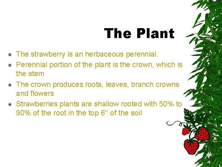 The Plant The strawberry is an herbaceous perennial. Perennial portion of the plant is