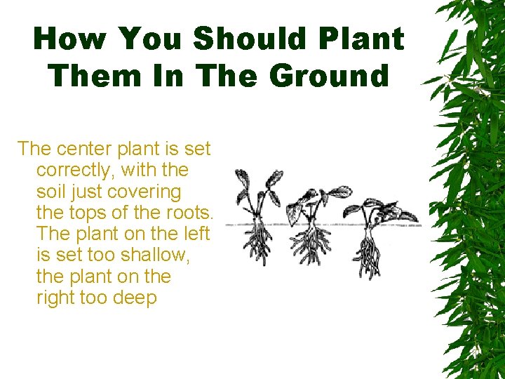 How You Should Plant Them In The Ground The center plant is set correctly,