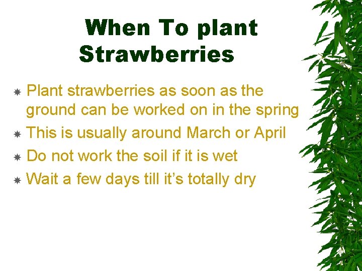 When To plant Strawberries Plant strawberries as soon as the ground can be worked