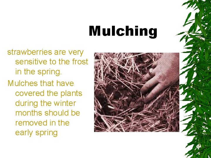 Mulching strawberries are very sensitive to the frost in the spring. Mulches that have