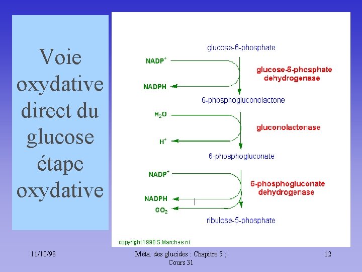 Voie oxydative direct du glucose étape oxydative 11/10/98 Méta. des glucides : Chapitre 5