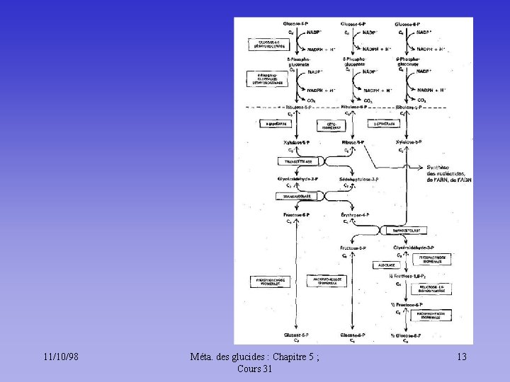 11/10/98 Méta. des glucides : Chapitre 5 ; Cours 31 13 