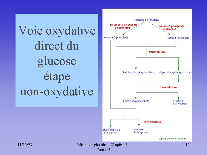 Voie oxydative direct du glucose étape non-oxydative 11/10/98 Méta. des glucides : Chapitre 5