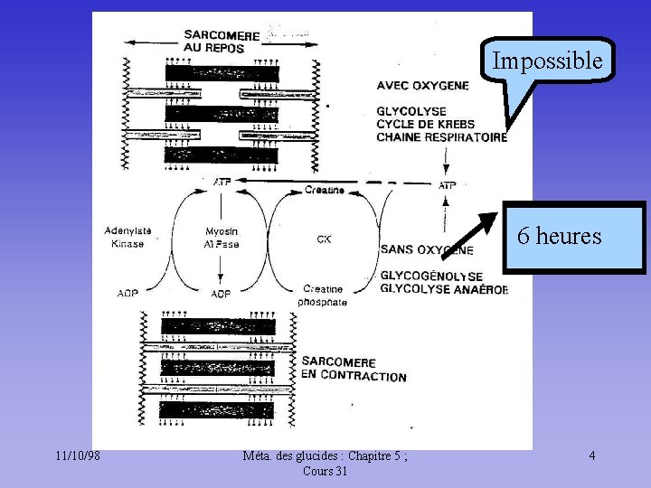 Impossible 6 heures 11/10/98 Méta. des glucides : Chapitre 5 ; Cours 31 4