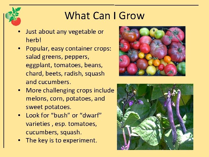 What Can I Grow • Just about any vegetable or herb! • Popular, easy