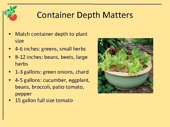 Container Depth Matters • Match container depth to plant size • 4 -6 inches: