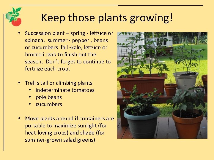 Keep those plants growing! • Succession plant – spring - lettuce or spinach, summer