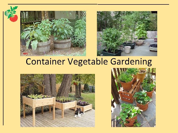 Container Vegetable Gardening 