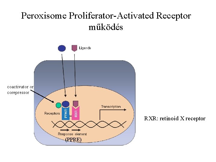 Peroxisome Proliferator-Activated Receptor működés coactivator or corepressor RXR: retinoid X receptor (PPRE) 