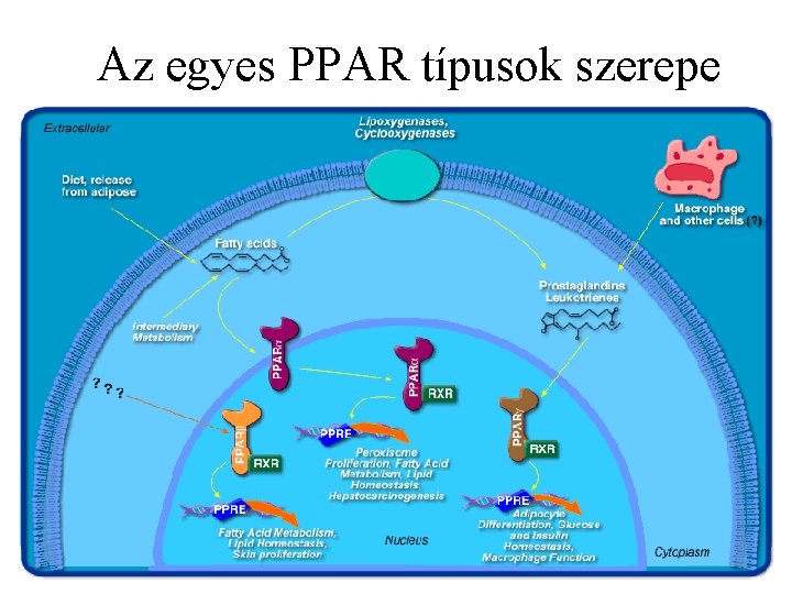 Az egyes PPAR típusok szerepe 