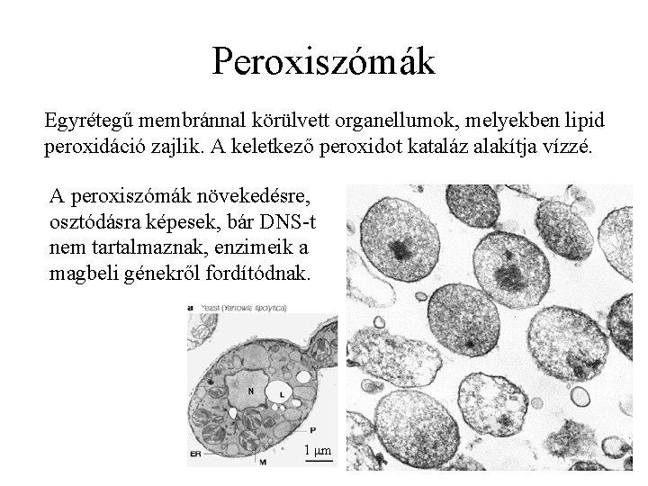 Peroxiszómák Egyrétegű membránnal körülvett organellumok, melyekben lipid peroxidáció zajlik. A keletkező peroxidot kataláz alakítja