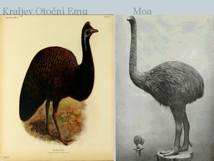 Kraljev Otočni Emu Moa 