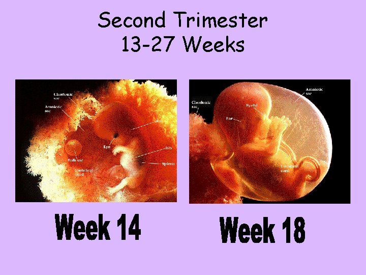 Second Trimester 13 -27 Weeks 