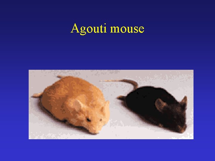Agouti mouse 