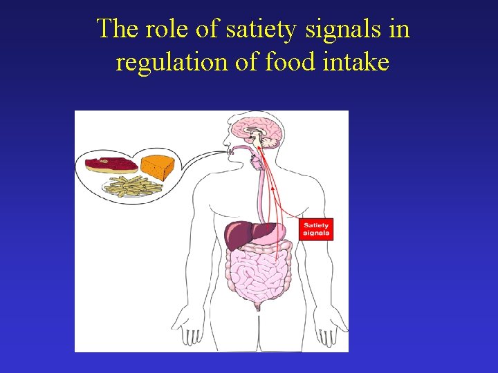 The role of satiety signals in regulation of food intake 