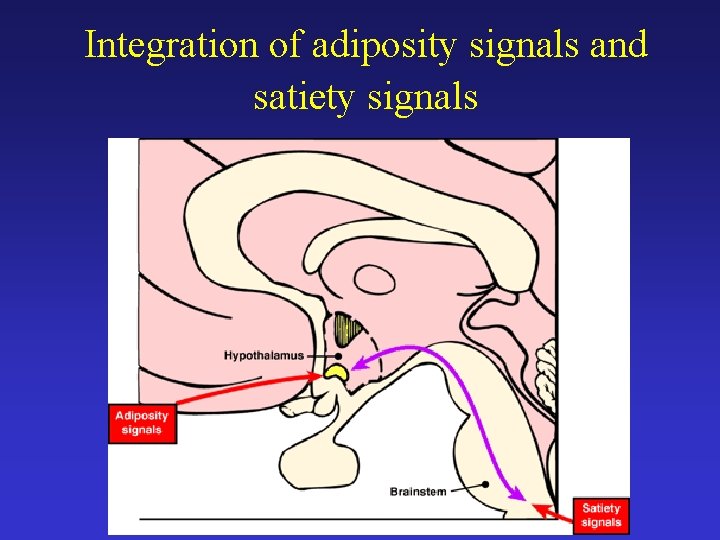 Integration of adiposity signals and satiety signals 