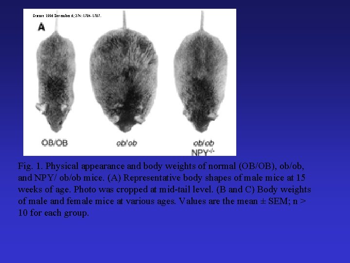 Science 1996 December 6; 274: 1704 -1707. Fig. 1. Physical appearance and body weights