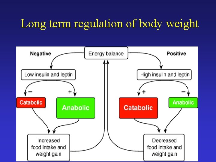 Long term regulation of body weight 