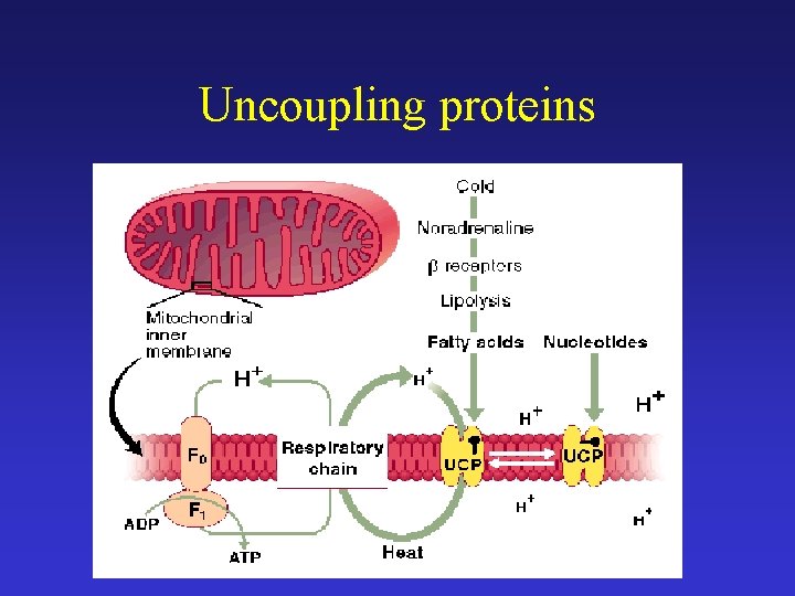 Uncoupling proteins 