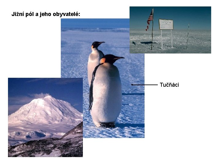 Jižní pól a jeho obyvatelé: Tučňáci 
