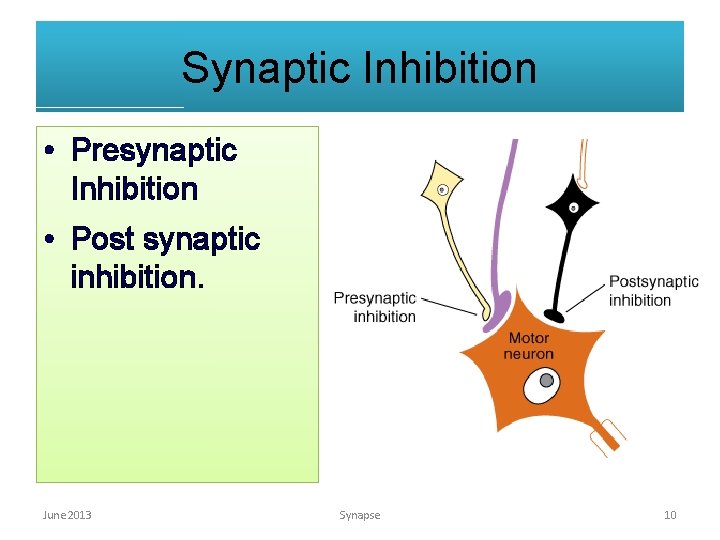 Synaptic Inhibition • Presynaptic Inhibition • Post synaptic inhibition. June 2013 Synapse 10 