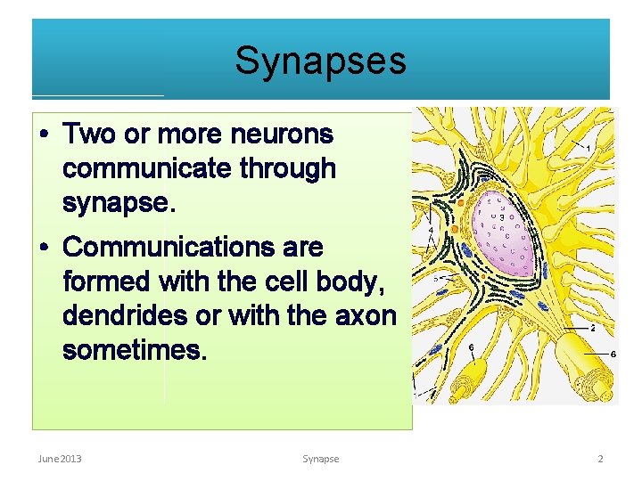 Synapses • Two or more neurons communicate through synapse. • Communications are formed with