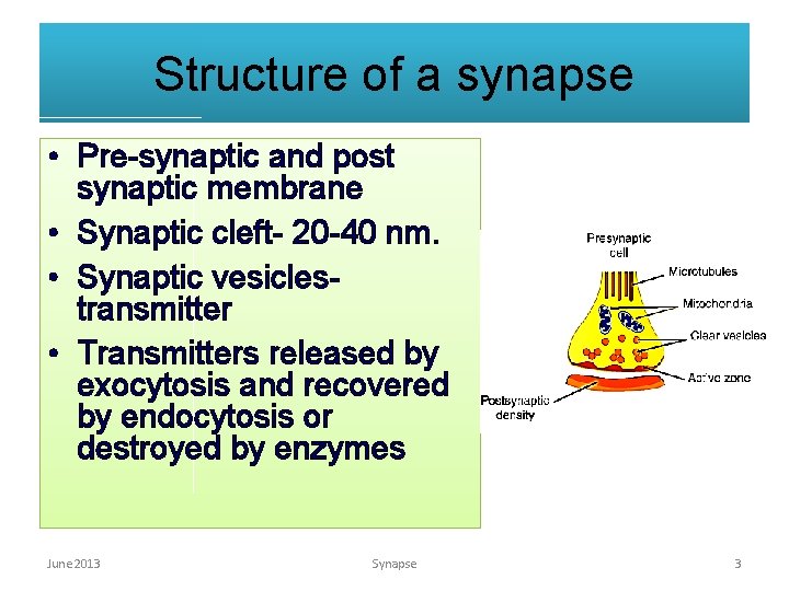 Structure of a synapse • Pre-synaptic and post synaptic membrane • Synaptic cleft- 20