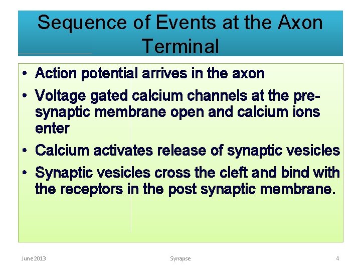 Sequence of Events at the Axon Terminal • Action potential arrives in the axon