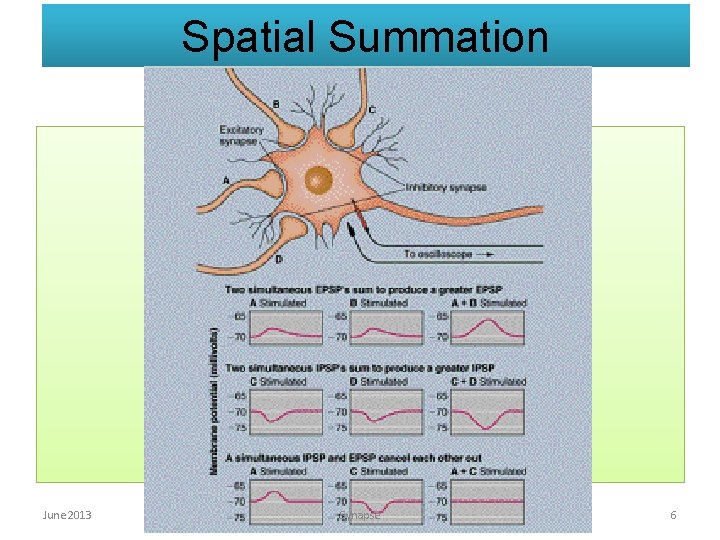 Spatial Summation June 2013 Synapse 6 