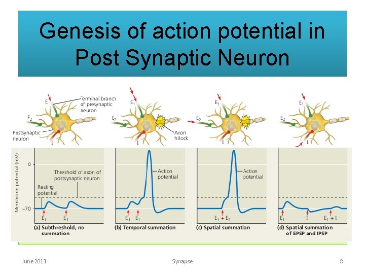 Genesis of action potential in Post Synaptic Neuron June 2013 Synapse 8 