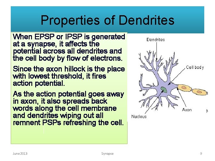 Properties of Dendrites When EPSP or IPSP is generated at a synapse, it affects