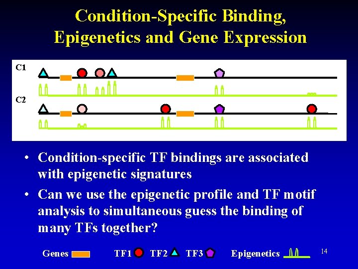 Condition-Specific Binding, Epigenetics and Gene Expression C 1 C 2 • Condition-specific TF bindings