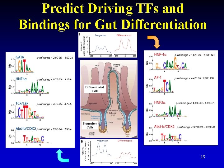 Predict Driving TFs and Bindings for Gut Differentiation 15 