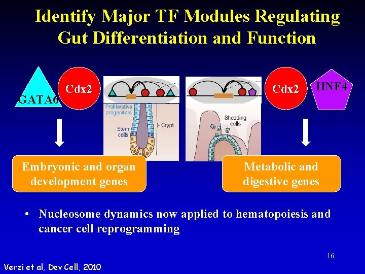 Identify Major TF Modules Regulating Gut Differentiation and Function GATA 6 Cdx 2 Embryonic